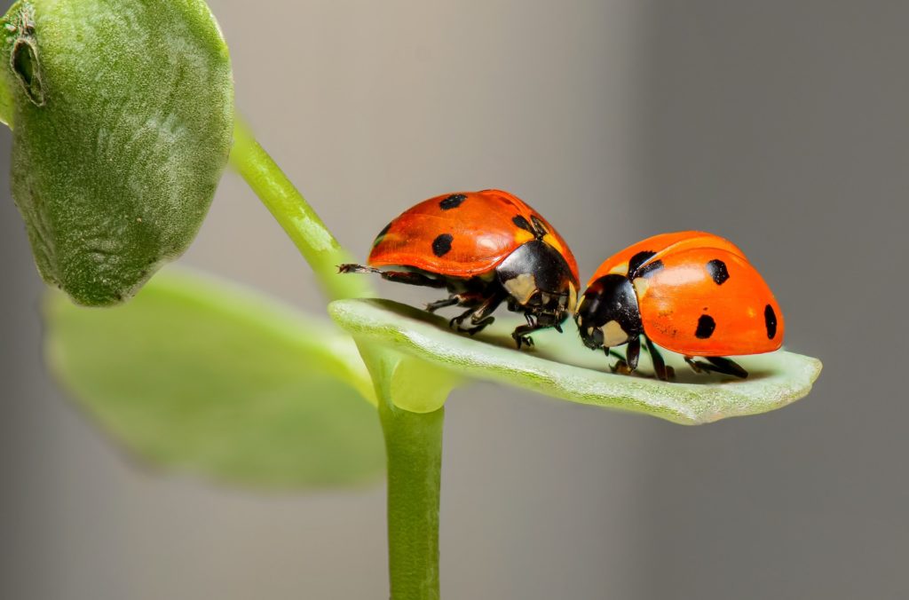 Two ladybirds on a leaf