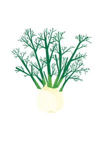 How to cook fennel perfectly How to cook fennel perfectly
